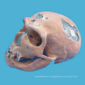El modelo de esqueleto cráneo cráneo humano Neanderthal para la enseñanza médica (r020608)